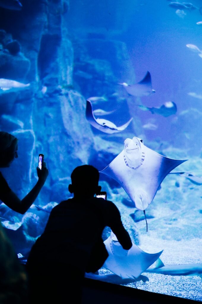 Visitors capturing stingrays on smartphones at an aquarium exhibit.