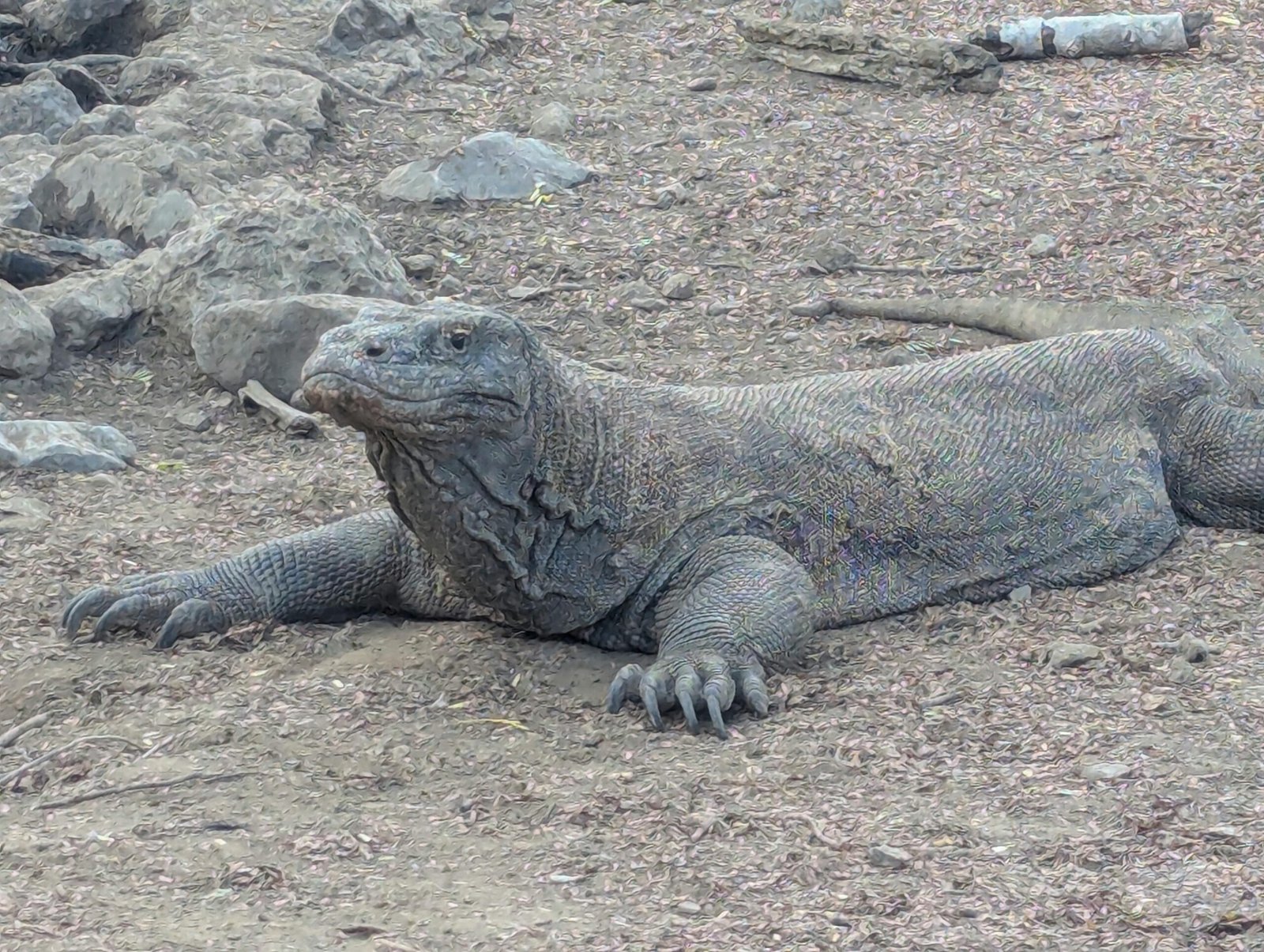 Taman Nasional Komodo